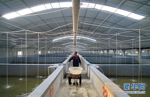 河北灤南 工廠化水產養殖模式開啟助農增收新路徑