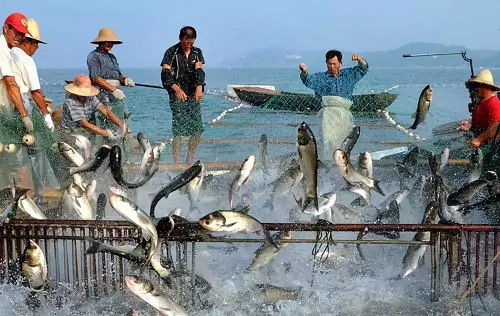 智慧漁業 水產養殖的新風與畜牧漁業飼料的綠色轉型