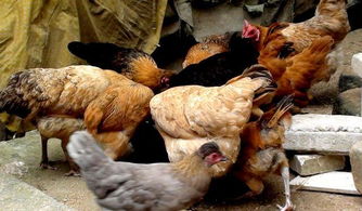 養殖真的不賺錢嗎？恐怕這有內幕 揭秘畜牧漁業飼料中的利潤真相
